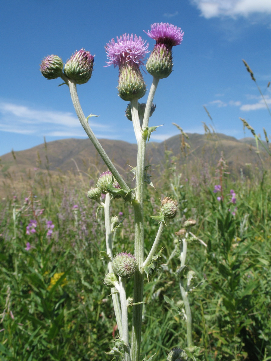 Изображение особи Cirsium incanum.