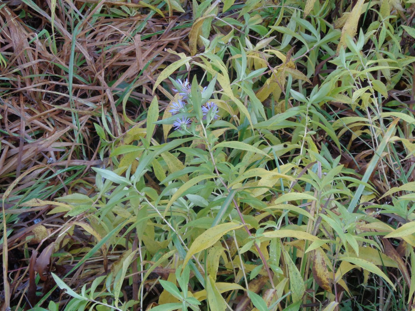 Изображение особи Symphyotrichum novi-belgii.