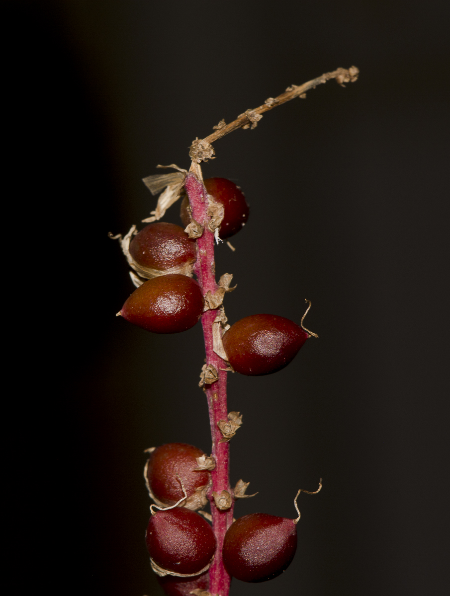 Image of Cordyline fruticosa specimen.