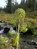 Archangelica sajanensis. Плодоносящее растение, повреждённое градом. Красноярский край, Ермаковский р-н, парк \"Ергаки\", южный склон горы Тушканчик, берег ручья. 07.09.2010.