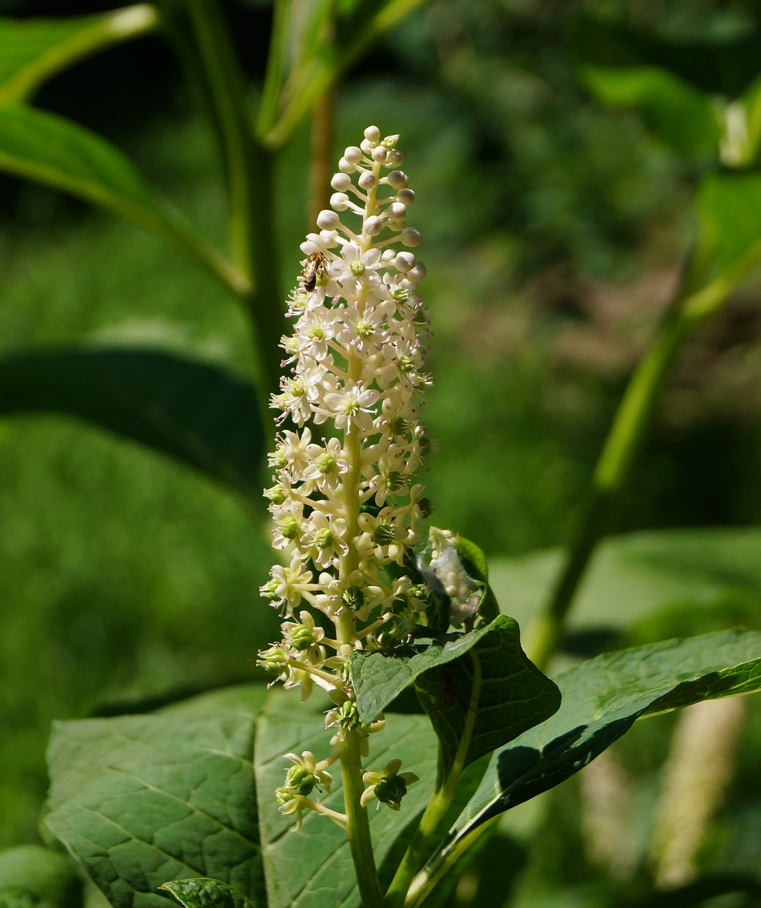 Изображение особи Phytolacca acinosa.