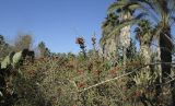 Cylindropuntia leptocaulis