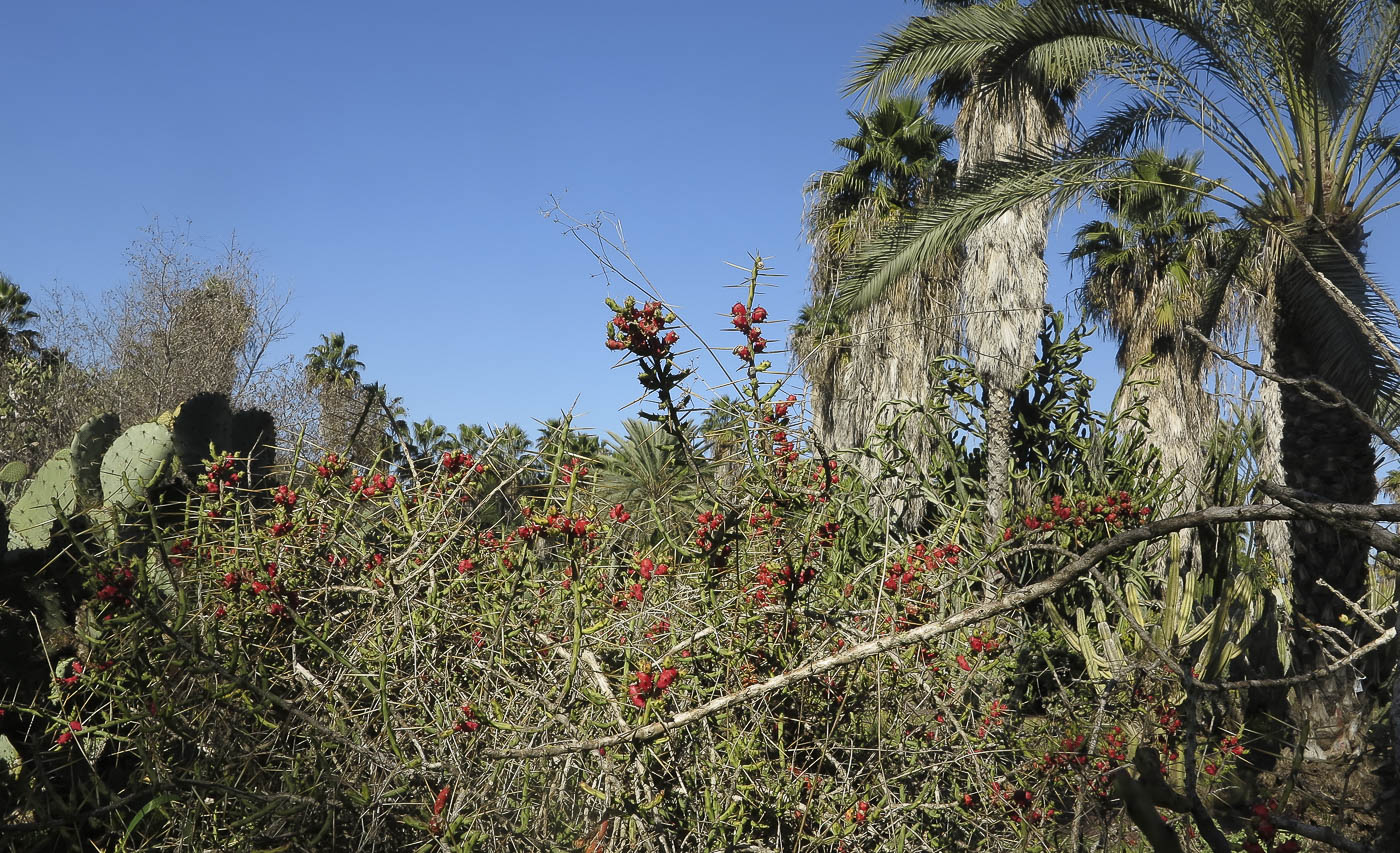 Изображение особи Cylindropuntia leptocaulis.