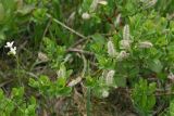 Salix hastata