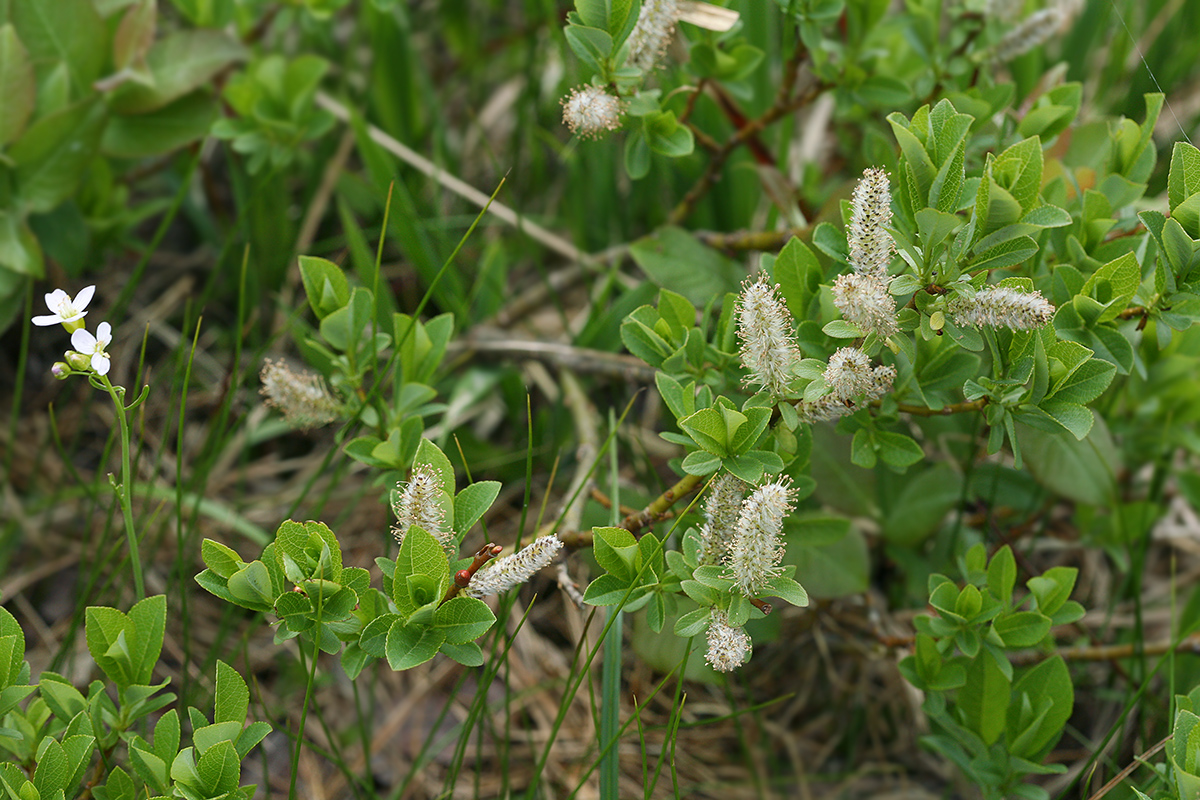 Изображение особи Salix hastata.
