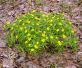 Anemone ranunculoides. Куртина цветущих растений. Чувашия, окрестности г. Шумерля, лес за пос. Палан. 26 апреля 2008 г.