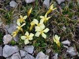 Gentiana oschtenica. Расцветающие и цветущие растения. Адыгея, Фишт-Оштеновский массив, гора Оштен, ≈ 2800 м н.у.м., каменистый склон. 06.07.2017.