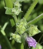 Image of taxon representative. Author is Роланд Цандекидис