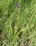 Leopoldia bicolor