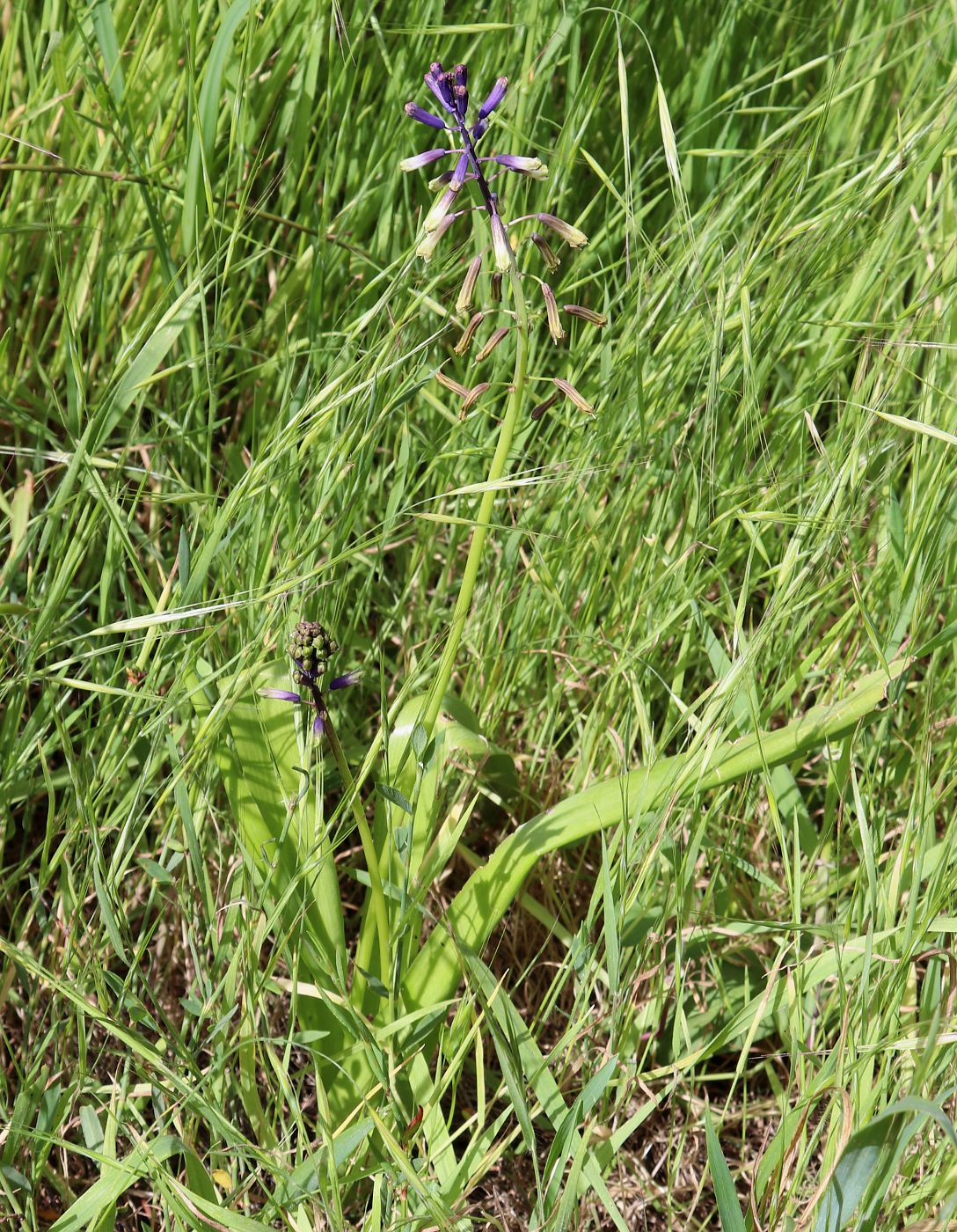 Image of Leopoldia bicolor specimen.