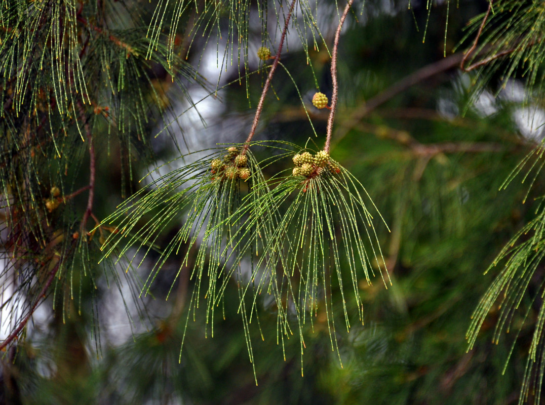 Image of Casuarina equisetifolia specimen.