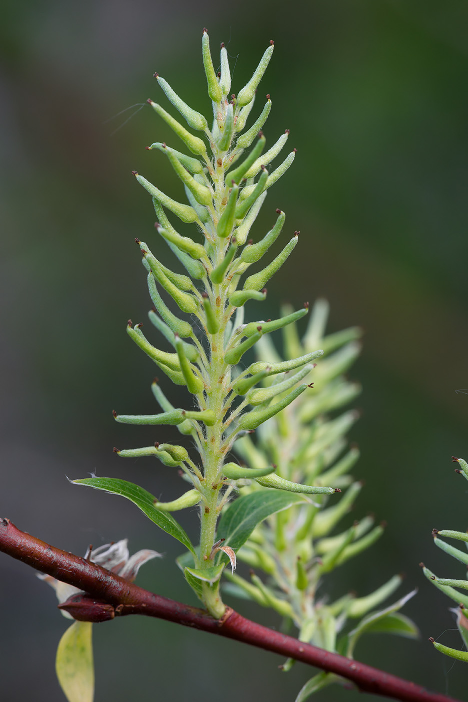 Image of Salix starkeana specimen.