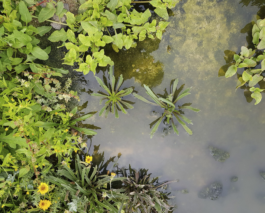 Изображение особи Plantago coronopus.