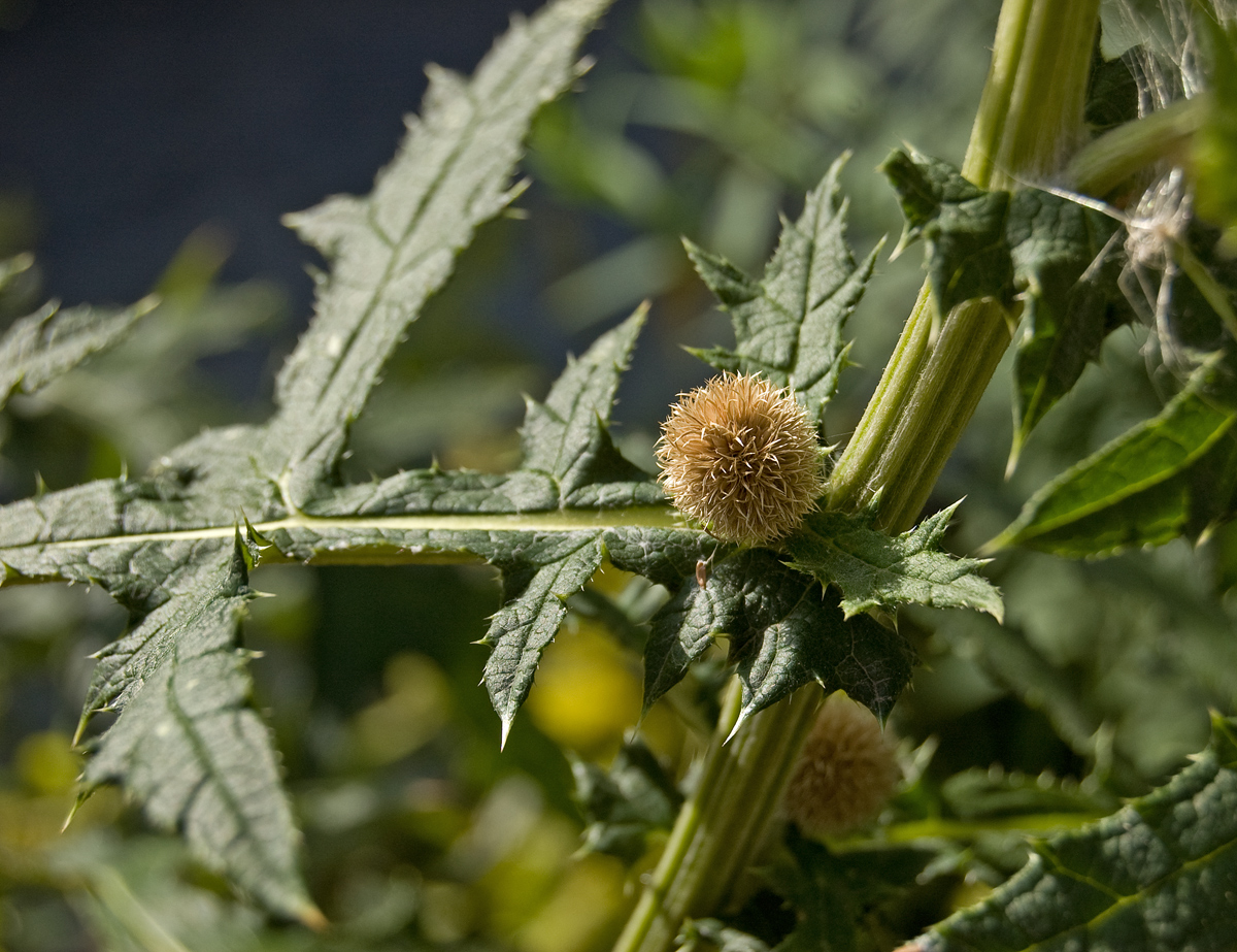 Изображение особи Echinops exaltatus.