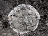Lecanora muralis. Таллом с апотециями на известняковом обнажении. Свердловская обл., окр. г. Североуральск, правый берег канала Дублёр. 02.05.2011.