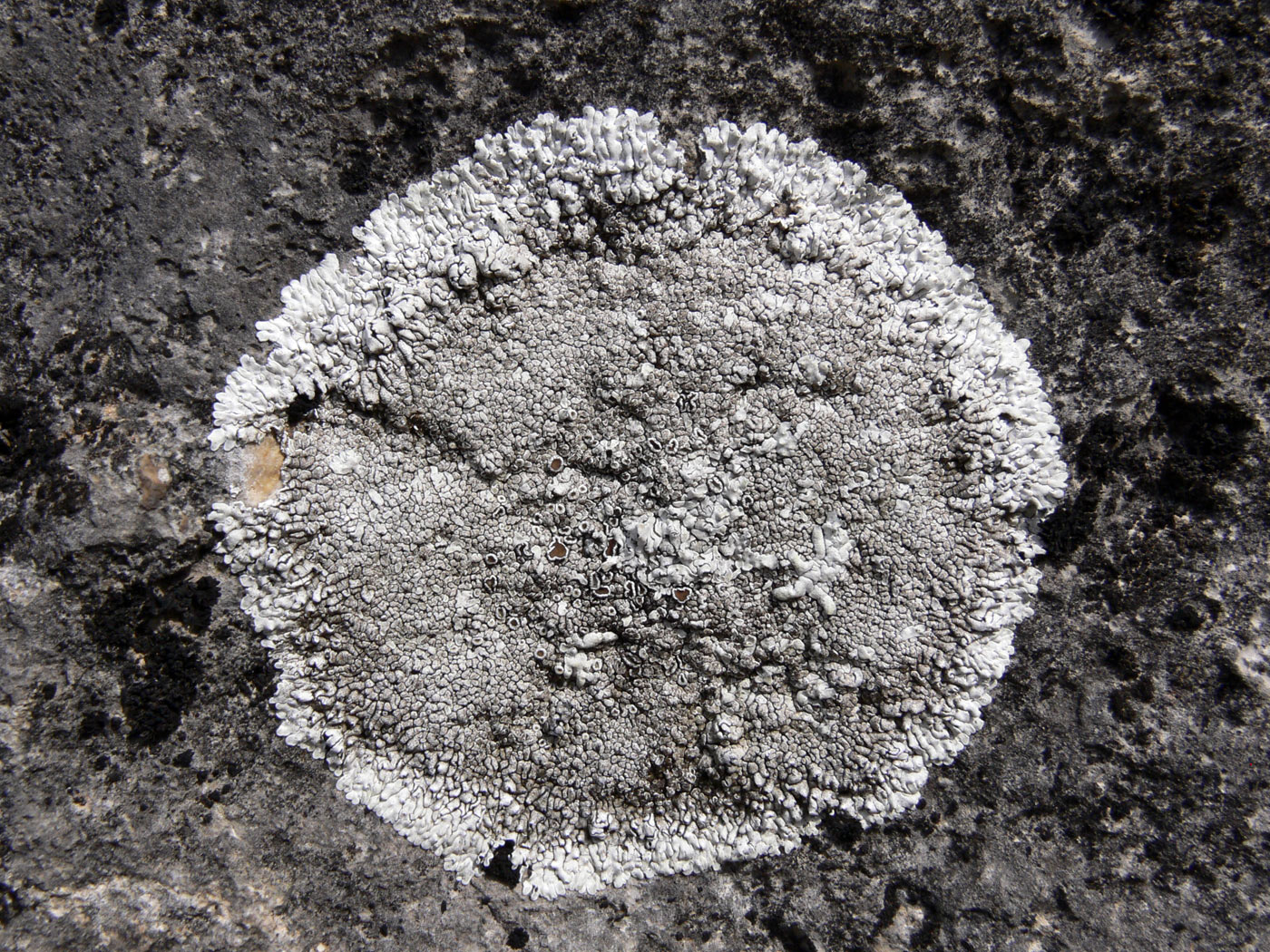 Изображение особи Lecanora muralis.