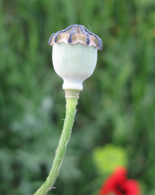 Изображение особи Papaver commutatum.