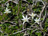 Ornithogalum pumilum. Цветущие растения, выросшие среди ветвей Rhamnus saxatilis. Греция, о-в Крит, ном Ханья (Νομός Χανίων), дим Платаньяс (Δήμος Πλατανιά), горный массив Лефка Ори (Λευκά Όρη), окр. туристического приюта Каллерги (Καλλέργη), ≈ 1700 м н.у.м., каменистый склон. 28 июня 2017 г.