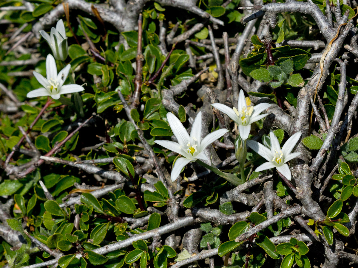 Изображение особи Ornithogalum pumilum.