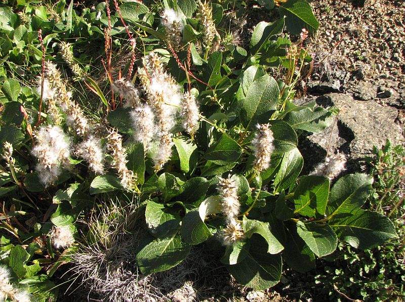 Image of Salix arctica specimen.