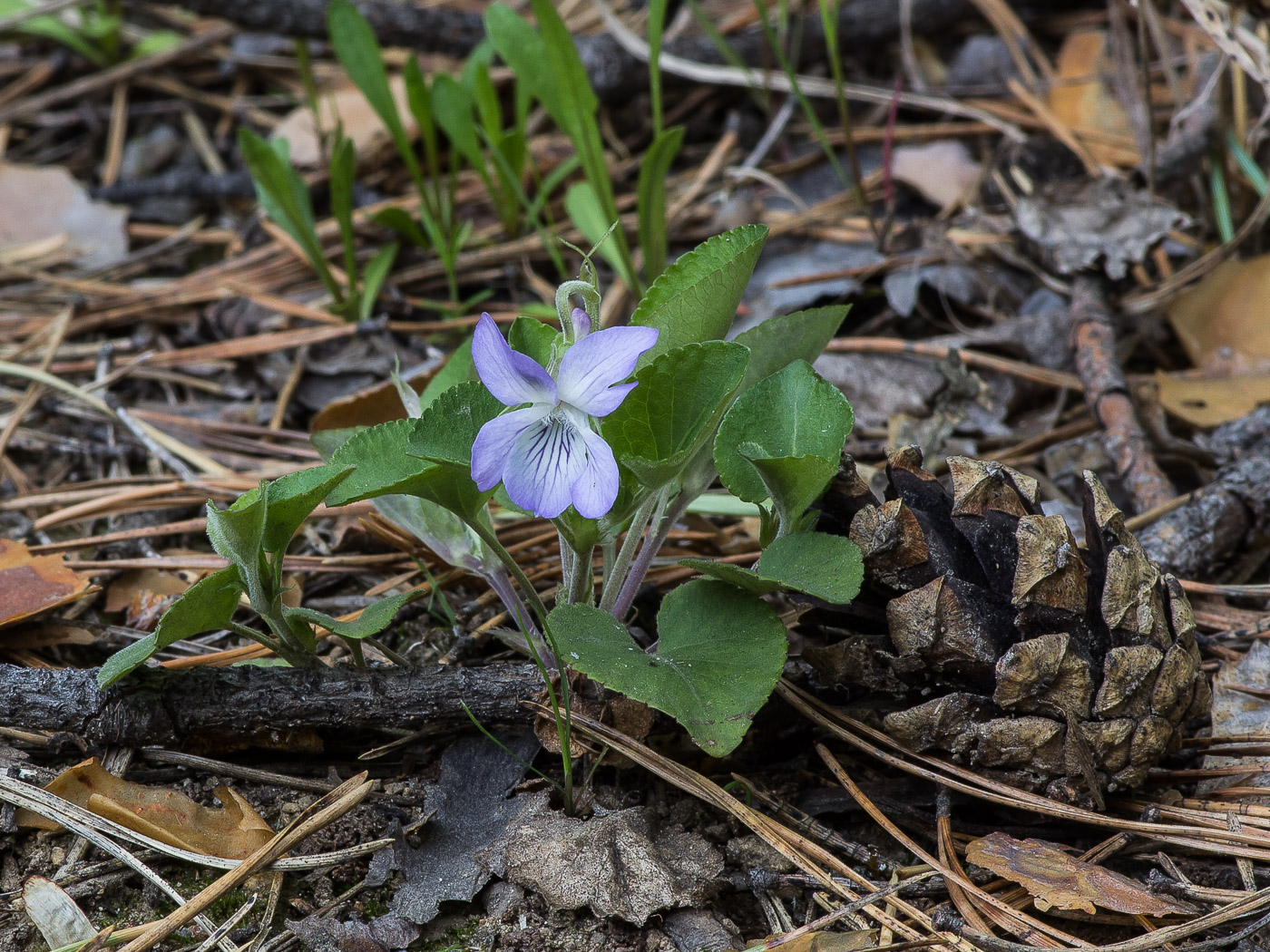 Изображение особи Viola rupestris.