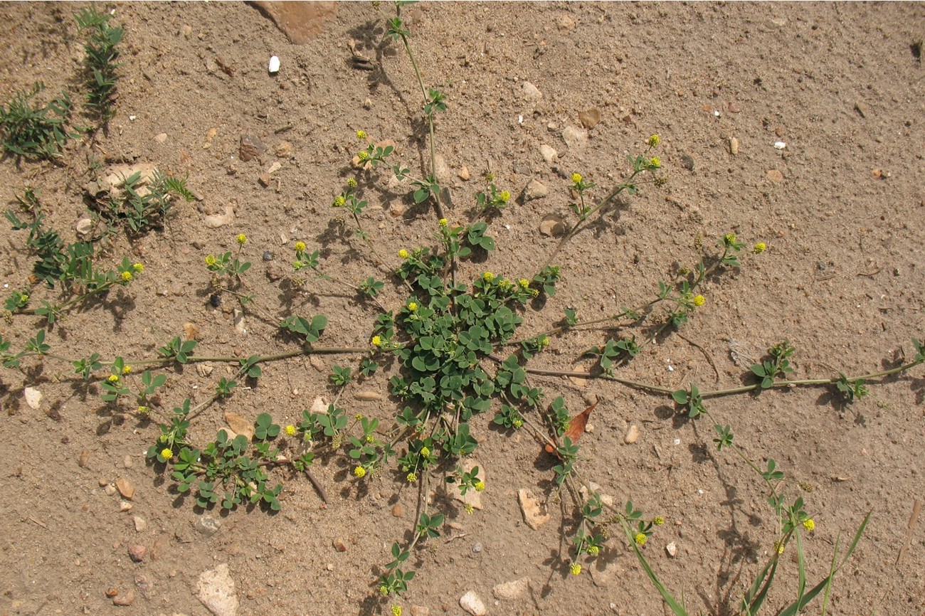 Изображение особи Medicago lupulina.