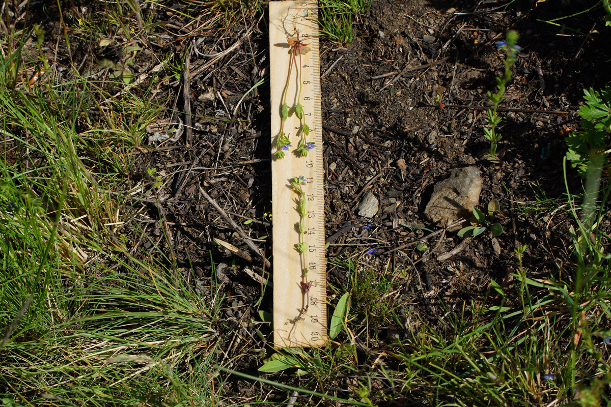 Image of Veronica verna specimen.