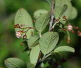 Cotoneaster melanocarpus