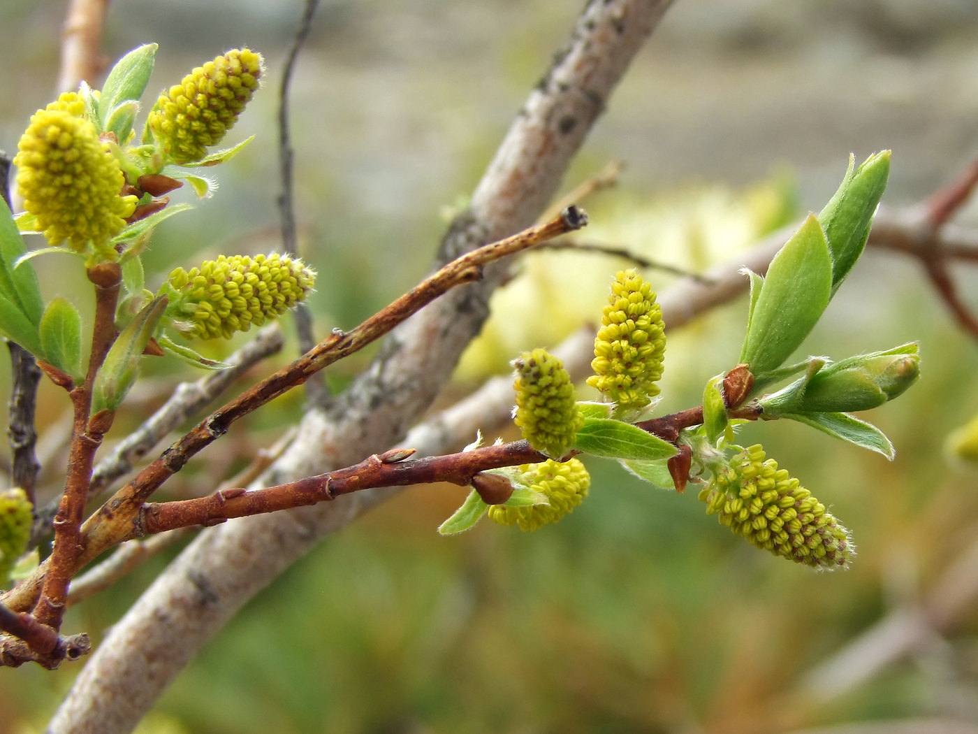 Image of Salix bebbiana specimen.