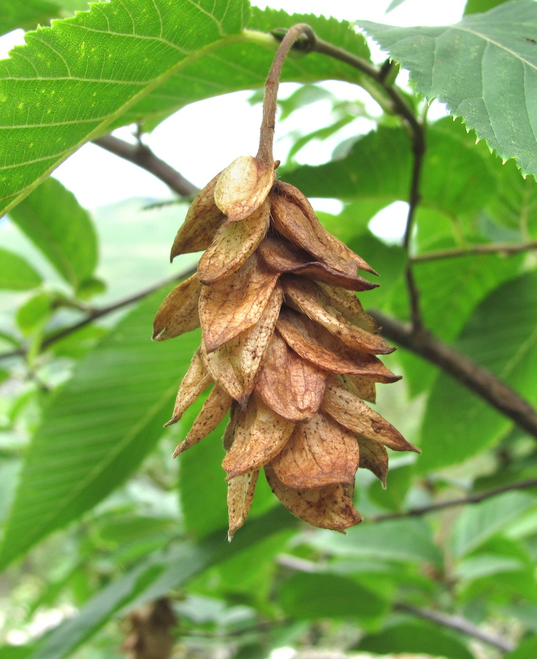 Image of Ostrya carpinifolia specimen.