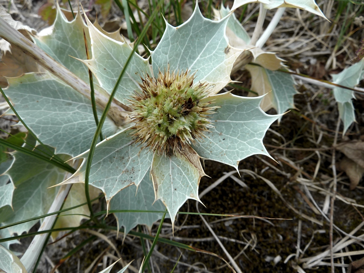 Изображение особи Eryngium maritimum.