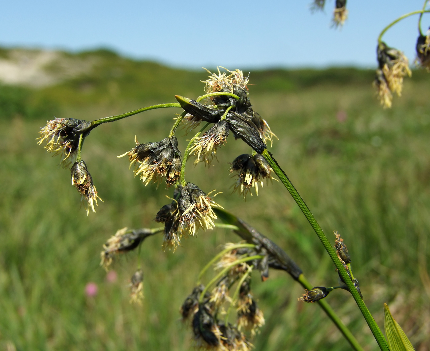 Изображение особи Scirpus maximowiczii.