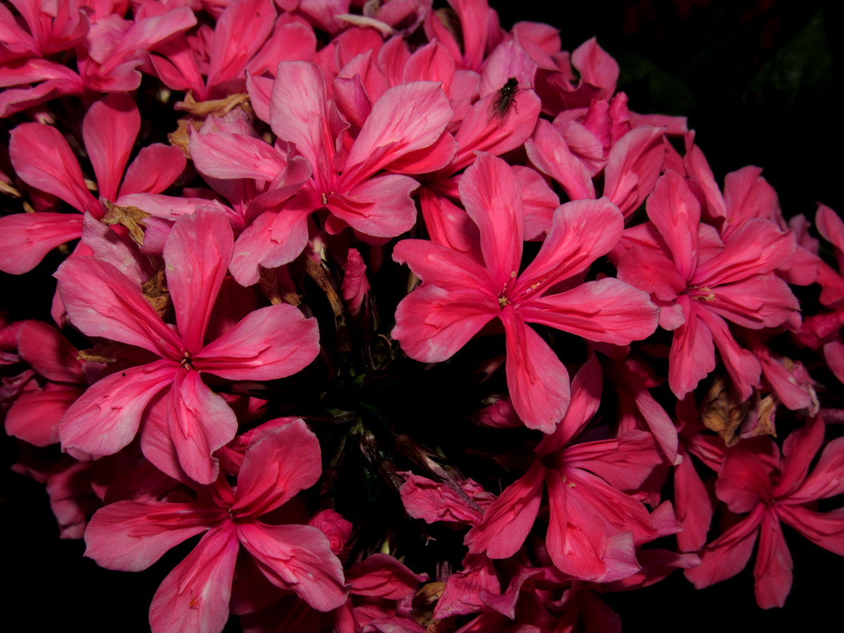 Image of Phlox paniculata specimen.