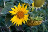 Helianthus annuus