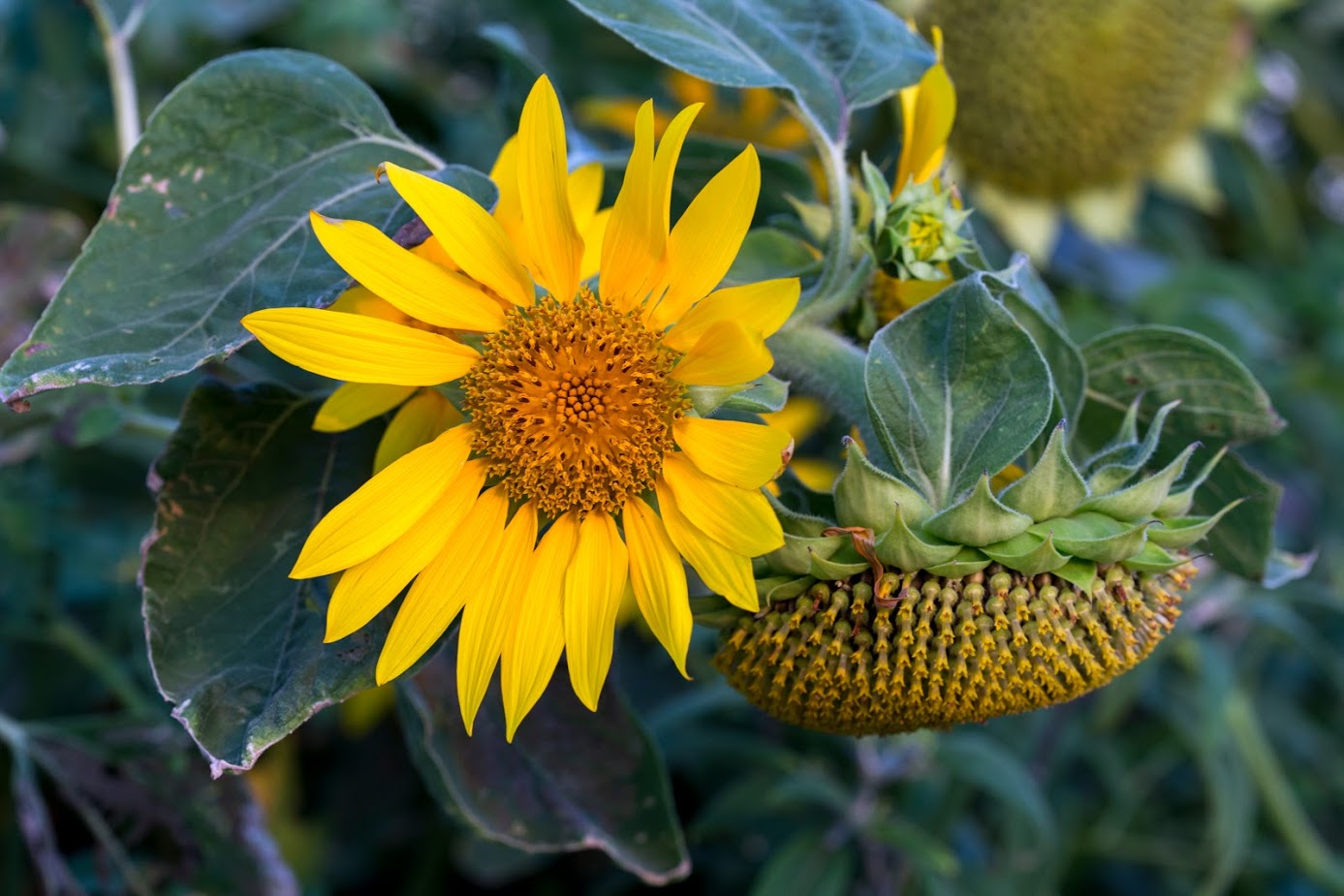 Image of Helianthus annuus specimen.