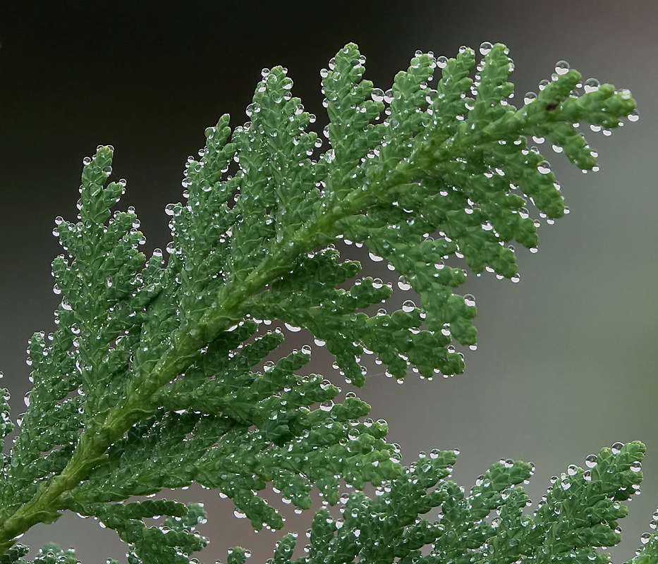 Image of Thuja occidentalis specimen.