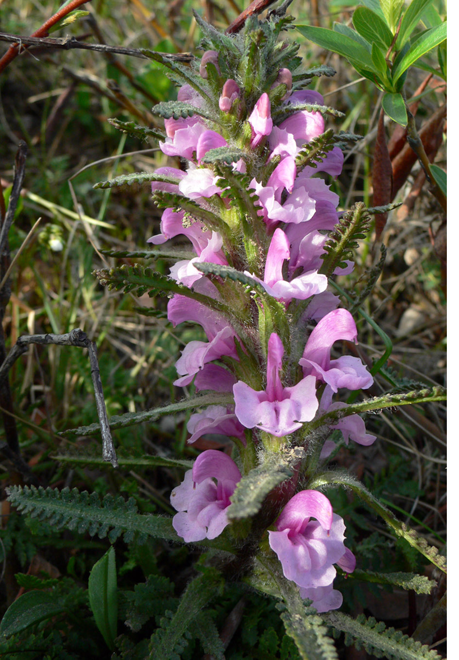 Изображение особи Pedicularis langsdorfii.