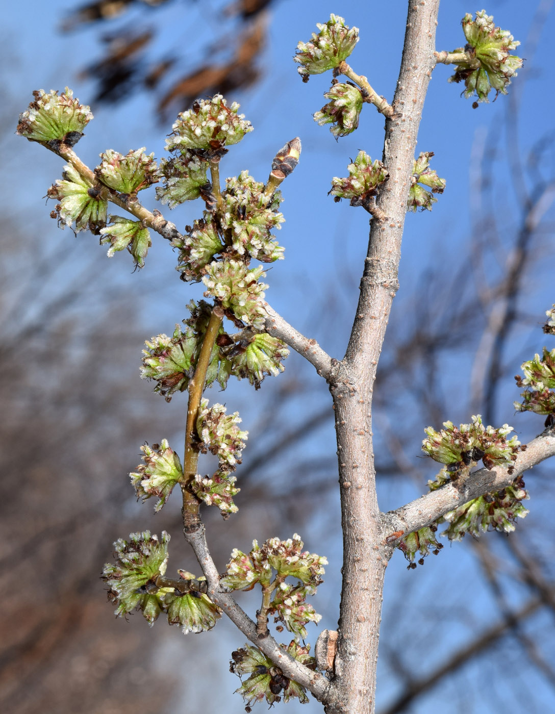 Изображение особи Ulmus minor.