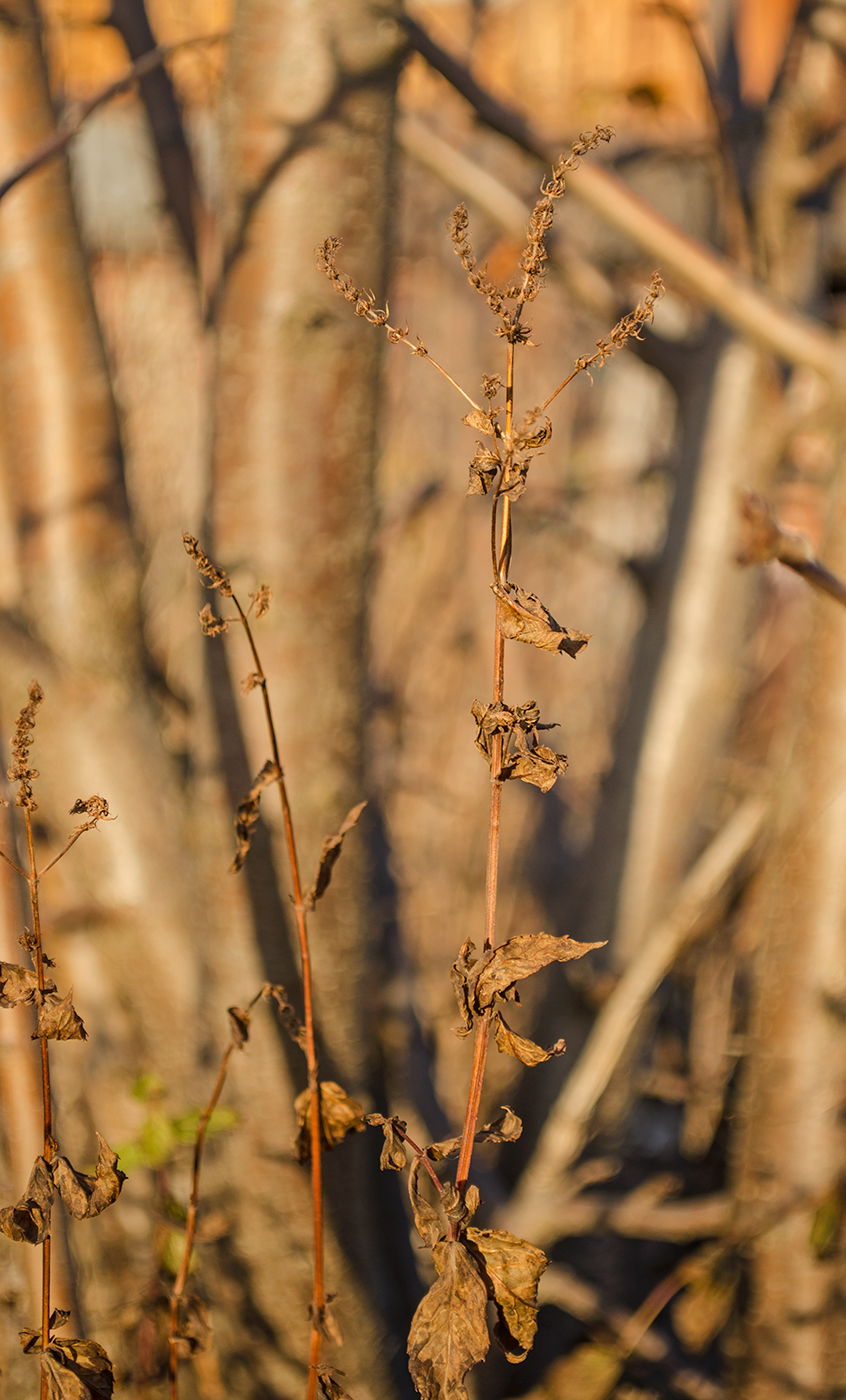 Image of Mentha spicata specimen.