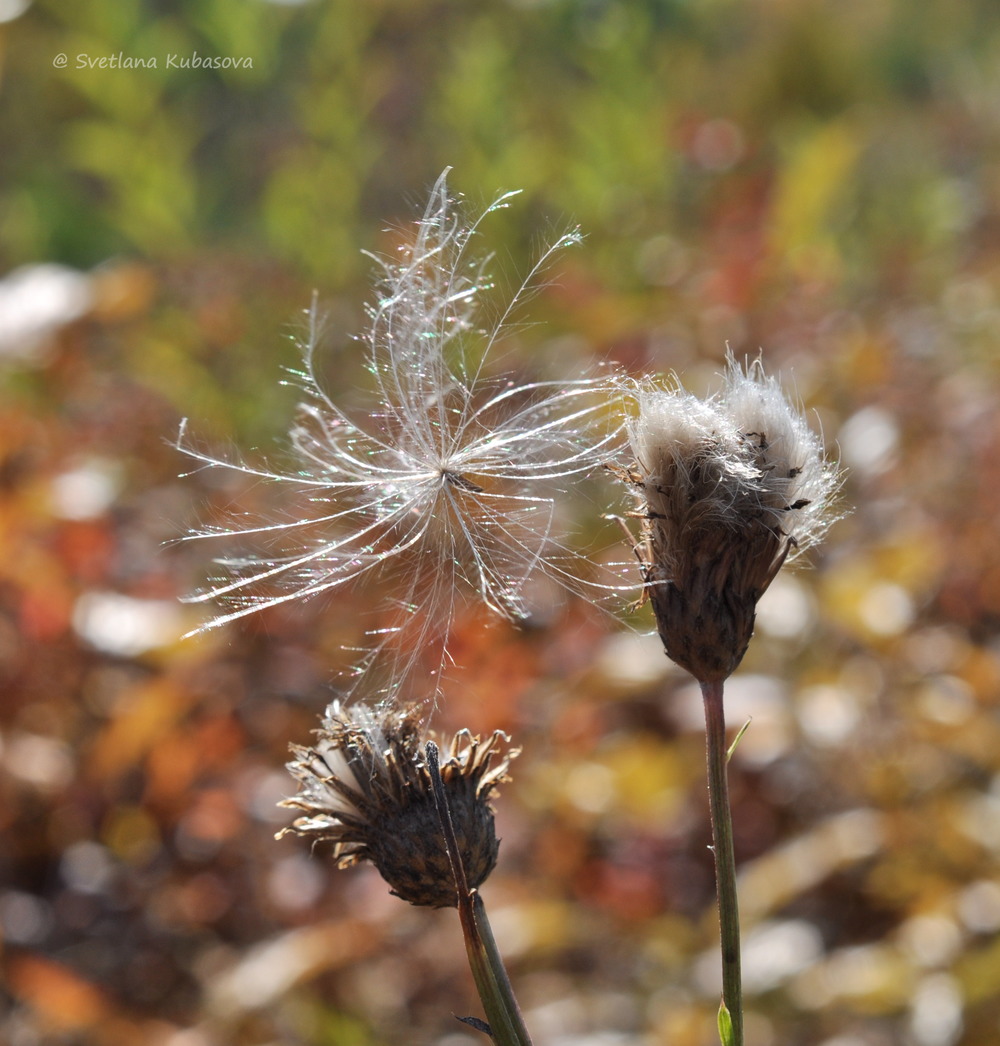 Image of Cirsium setosum specimen.