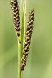 genus Carex. Часть побега с соплодиями. Кольский п-ов, Кандалакшский берег Белого моря, разнотравный влажный луг на берегу ручья. 25.07.2018.