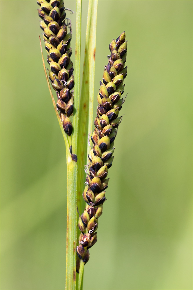 Изображение особи род Carex.