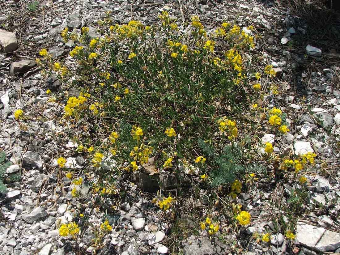 Изображение особи Medicago saxatilis.