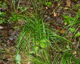 Deschampsia cespitosa