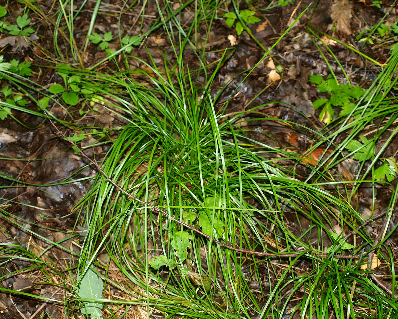 Изображение особи Deschampsia cespitosa.