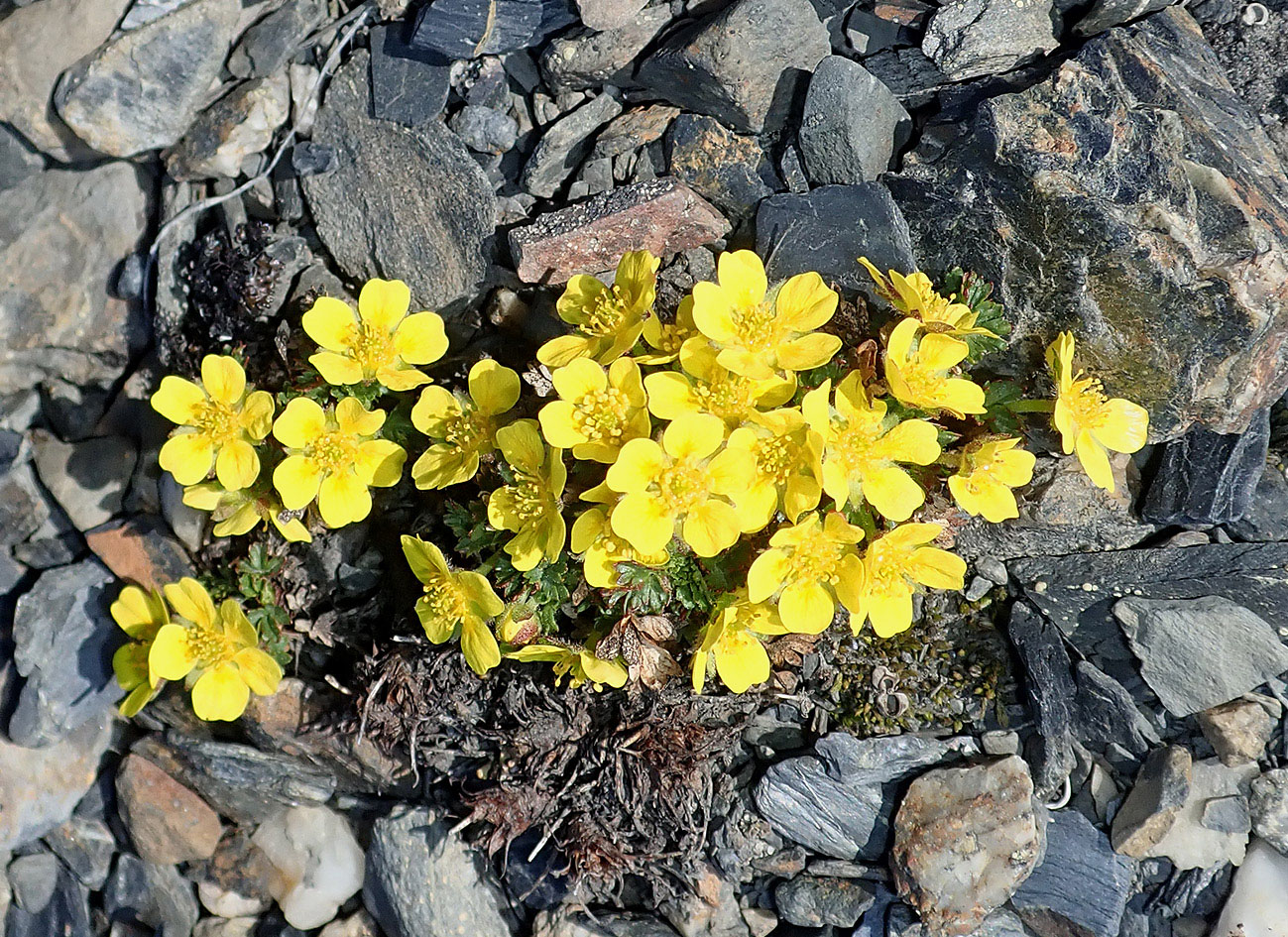 Изображение особи Potentilla pulviniformis.