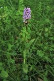 Dactylorhiza fuchsii. Цветущее растение. Украина, Закарпатская обл., Раховский р-н, окр. с. Косовская Поляна, у дороги в буково-еловом лесу. 1 июля 2010 г.