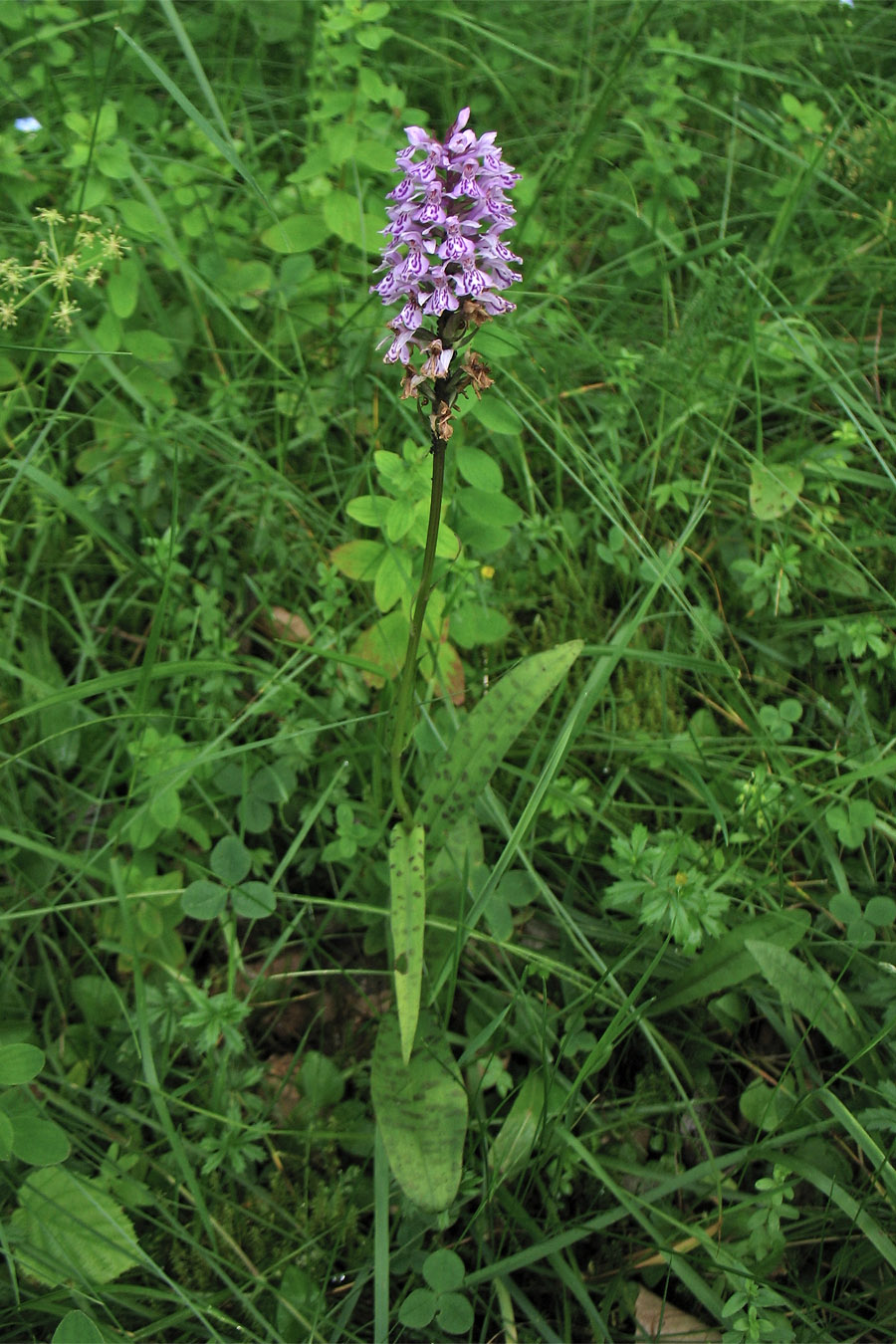 Изображение особи Dactylorhiza fuchsii.