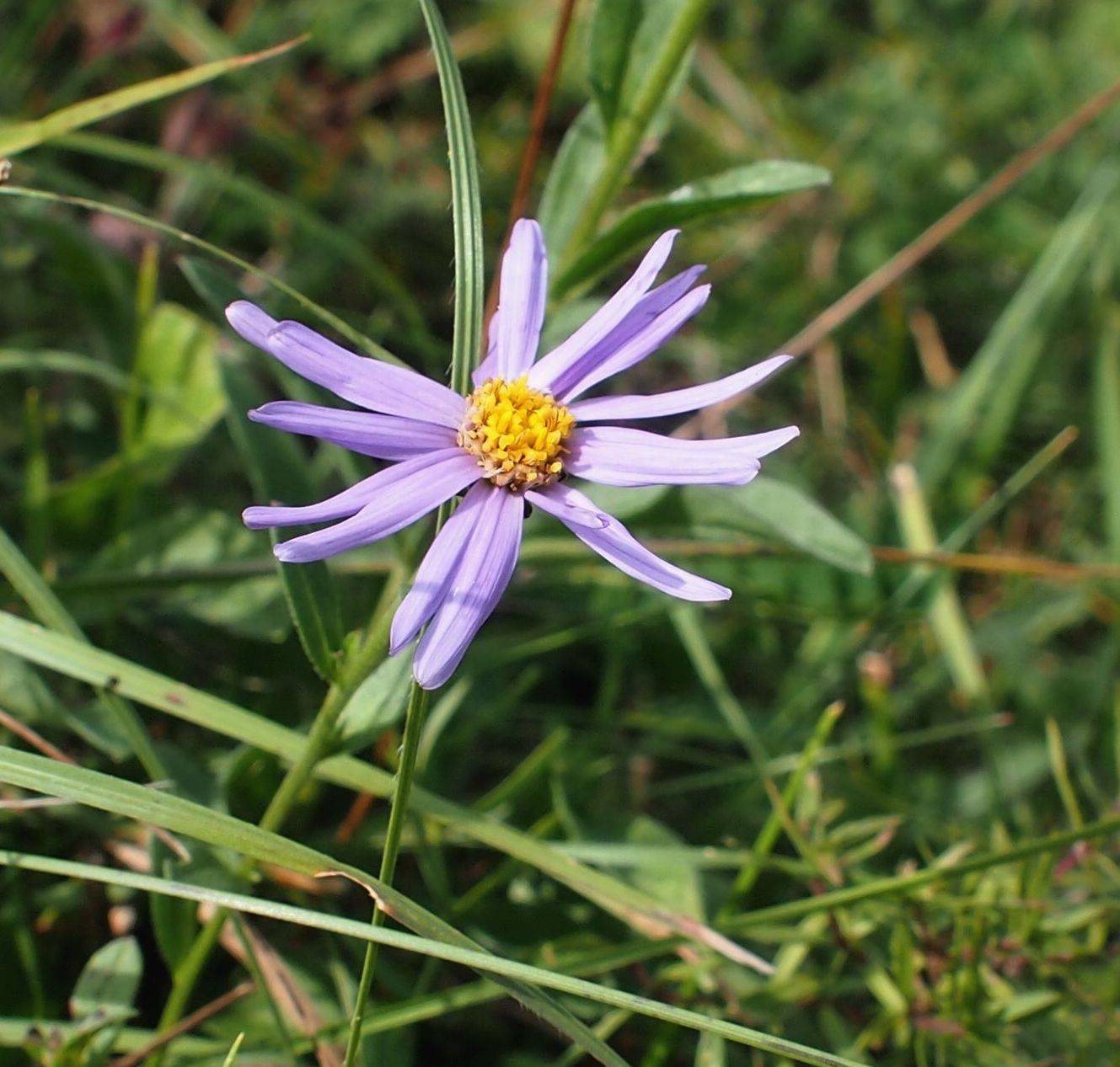 Image of Aster bessarabicus specimen.