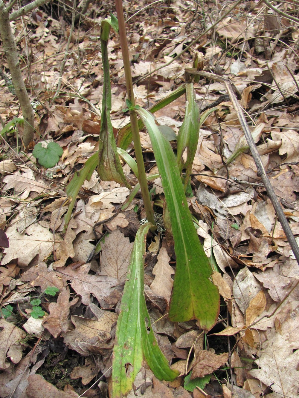 Image of Digitalis schischkinii specimen.